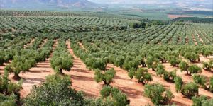 "JAÉN, todo  lo  que  necesitas  saber  sobre  el ACEITE  DE OLIVA"