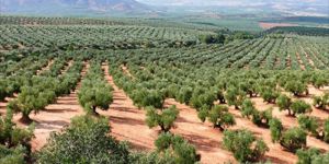 "JAÉN, todo  lo  que  necesitas  saber  sobre  el ACEITE  DE OLIVA"