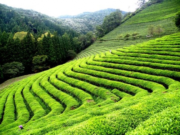 LA  HISTORIA  DEL TÉ, 1ª parte