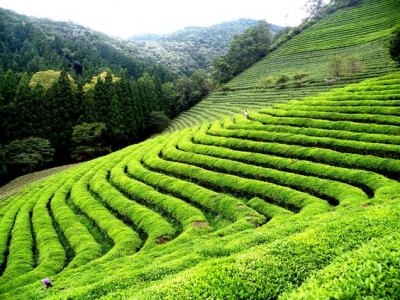 LA  HISTORIA  DEL TÉ, 1ª parte