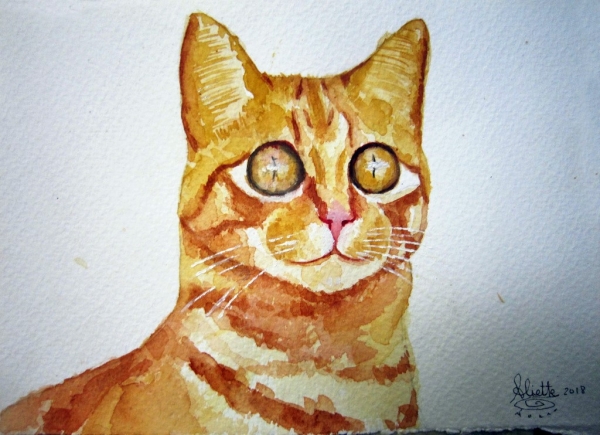 GATOS  CALLEJEROS