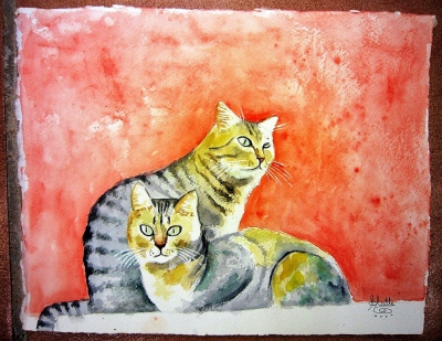 GATO COMÚN  EUROPEO