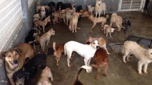 &quot; REFUGIO LAS NIEVES&quot; CENTENARES DE PERROS FELICES