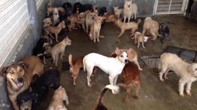 &quot; REFUGIO LAS NIEVES&quot; CENTENARES DE PERROS FELICES