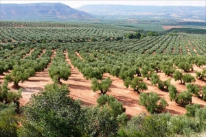 &quot;JAÉN, todo  lo  que  necesitas  saber  sobre  el ACEITE  DE OLIVA&quot;