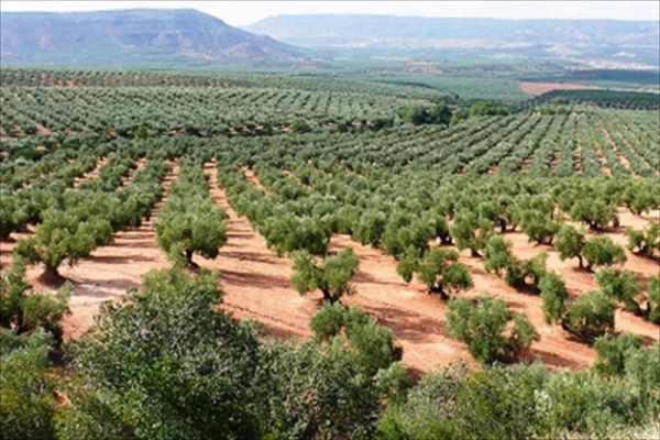 &quot;JAÉN, todo  lo  que  necesitas  saber  sobre  el ACEITE  DE OLIVA&quot;